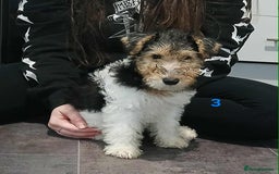 Fox Terrier dogs for sale: KC Reg Wire Fox Terrier Puppies READY NOW - Image 36