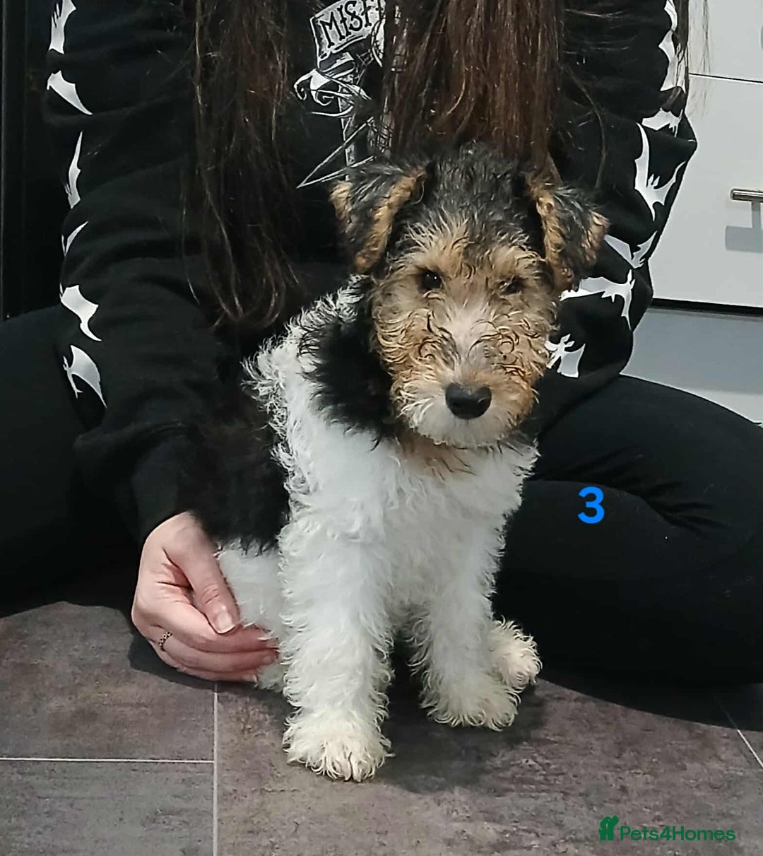 Fox Terrier dogs for sale: KC Reg Wire Fox Terrier Puppies READY NOW - Image 36