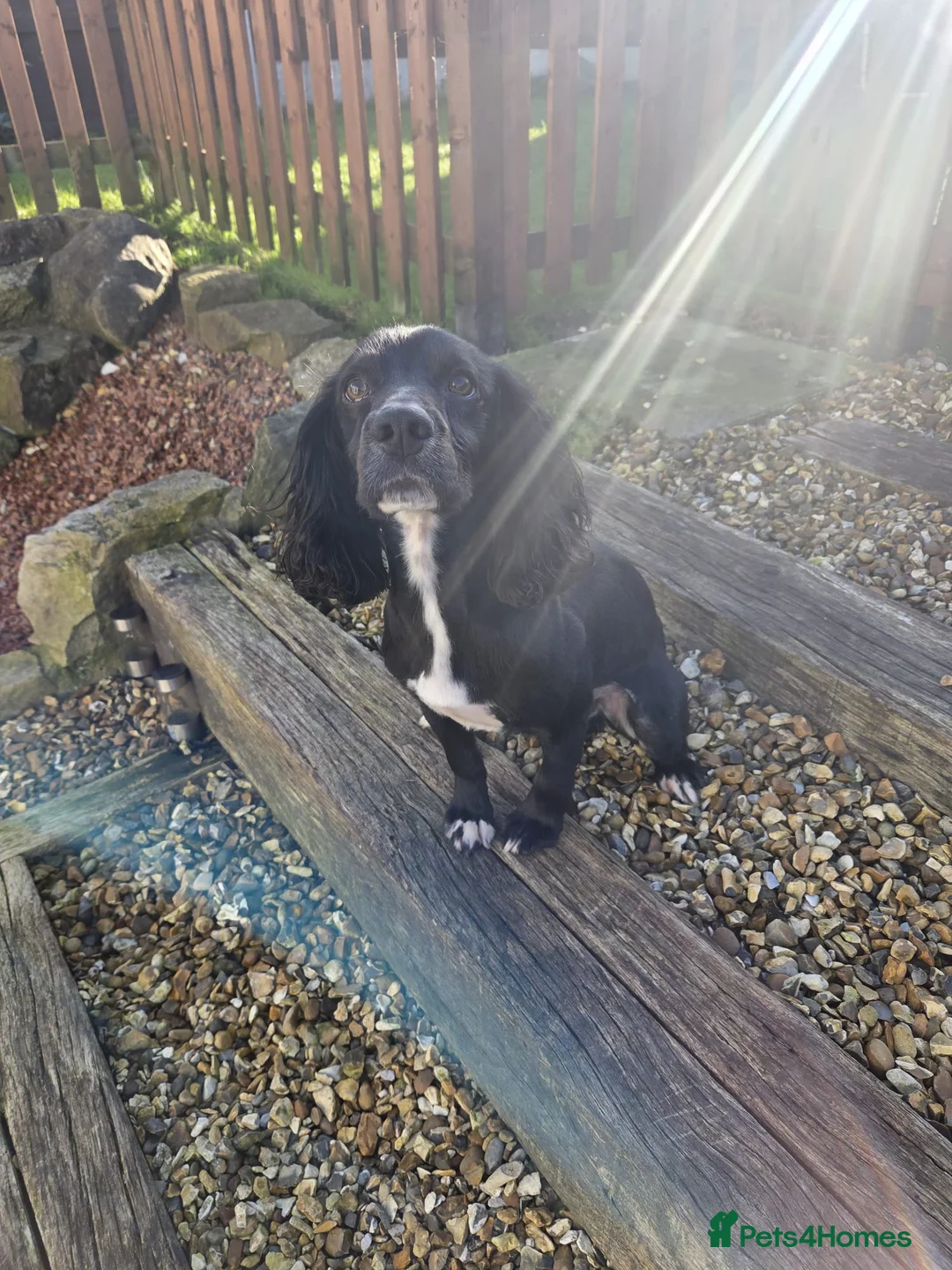 Cocker Spaniel dogs for sale: Cocker spaniel 4 years old  in Wrexham - Advert 2