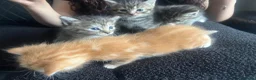 Mixed Breed cats for sale: Beautiful female grey tabby kittens - Advert 9