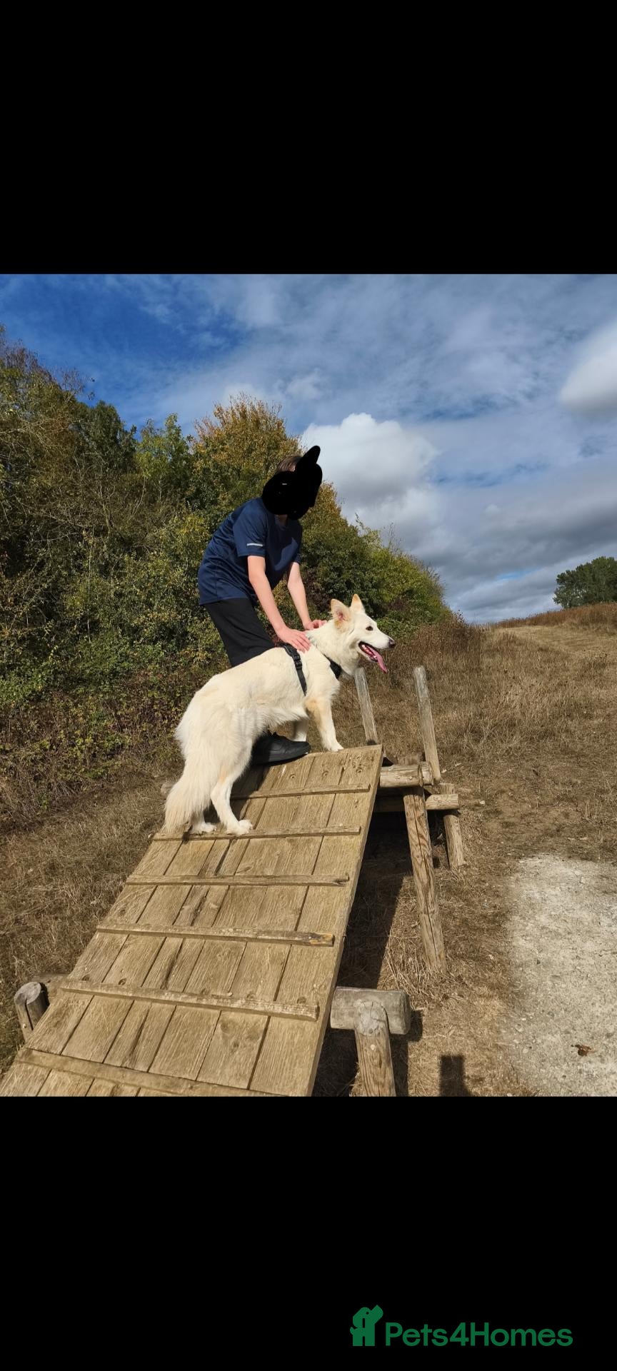 German Shepherd dogs for sale: White Female German Shepherd 3 years old - Advert 2