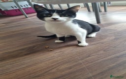Domestic Shorthair cats for sale: REHOME 1 YR OLD FEMALES - Image 2