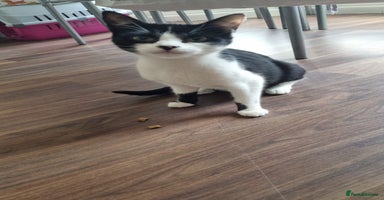 Domestic Shorthair cats - Advert 10