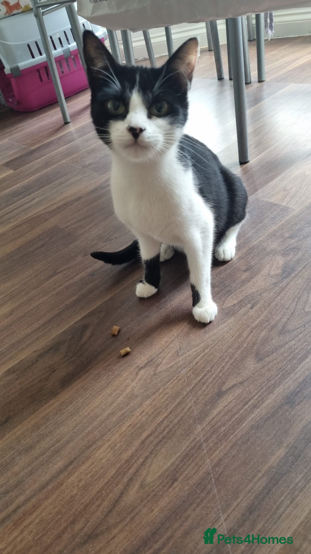 Domestic Shorthair cats for sale: REHOME 1 YR OLD FEMALES - Image 2