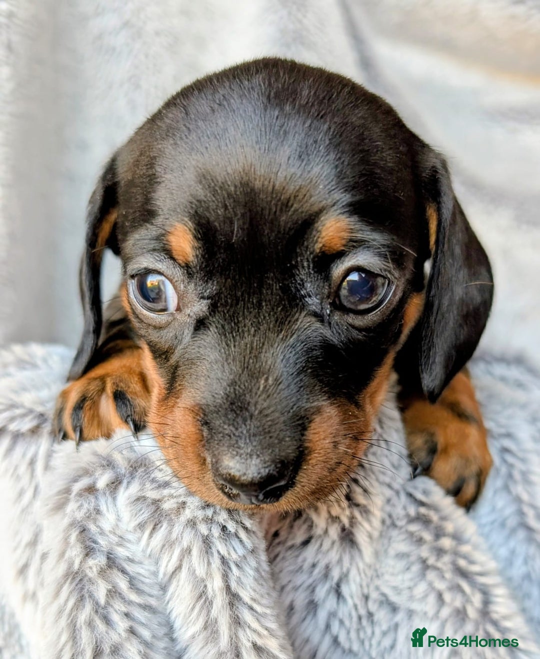 Miniature Dachshund dogs for sale: Genuine Short Haired Miniature Dachshund Puppies - Image 18