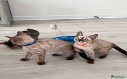 Bengal cats for sale: Stunning full pedigree bengal kittens  - Image 13