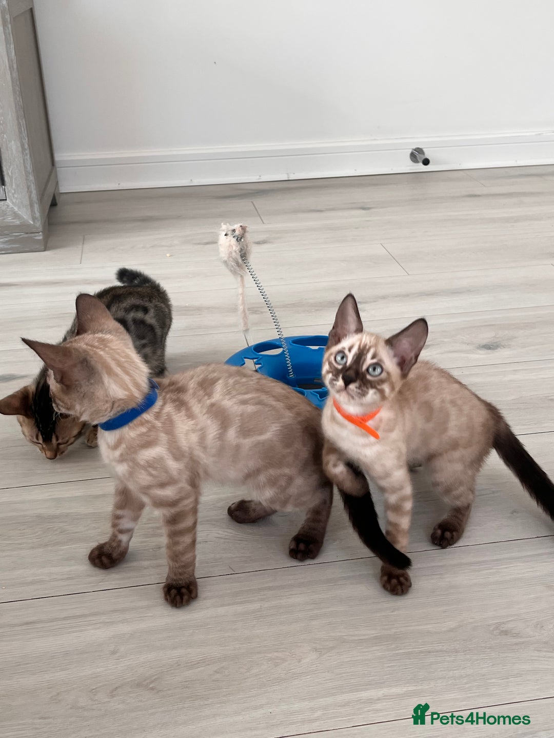 Bengal cats for sale: Stunning full pedigree bengal kittens  - Image 13