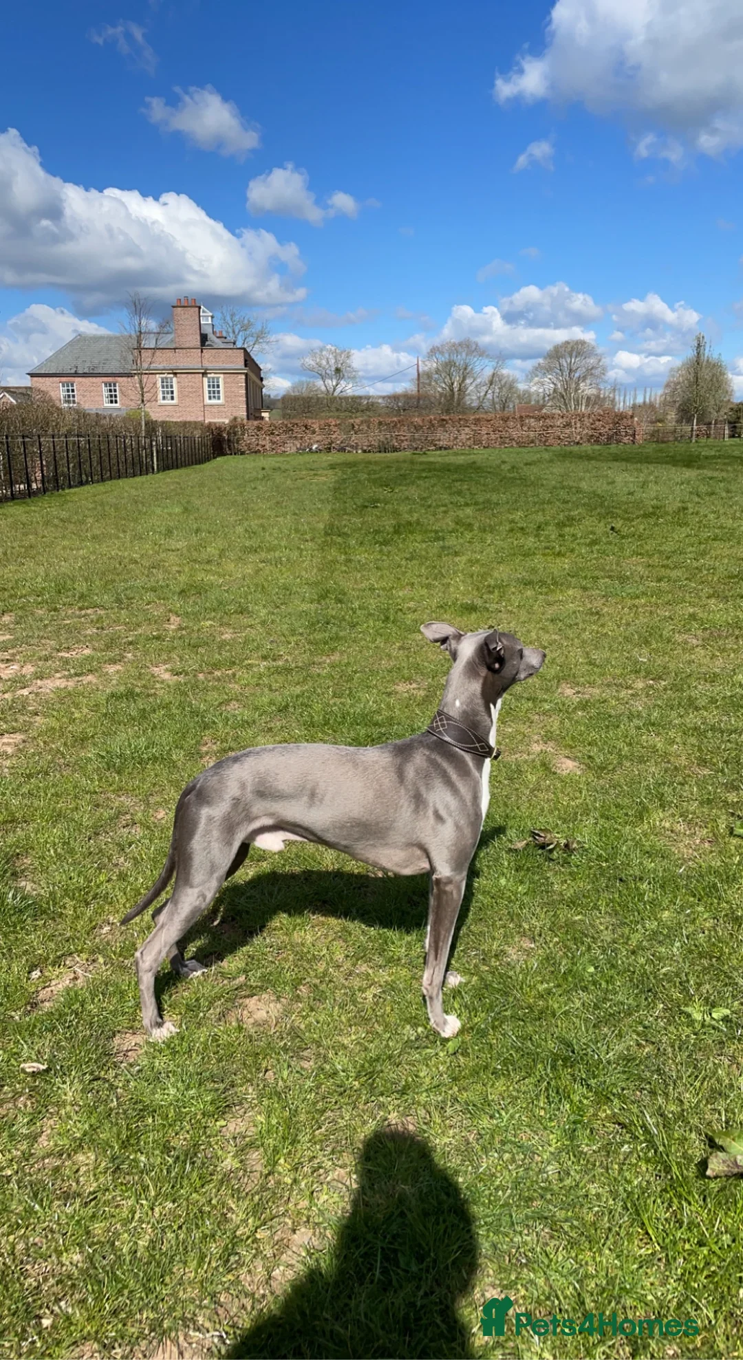 Whippet dogs for stud: Whippet stud dog in Somerton - Advert 16