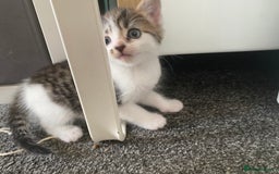 Mixed Breed cats for sale: Gorgeous long haired male female kittens - Image 12