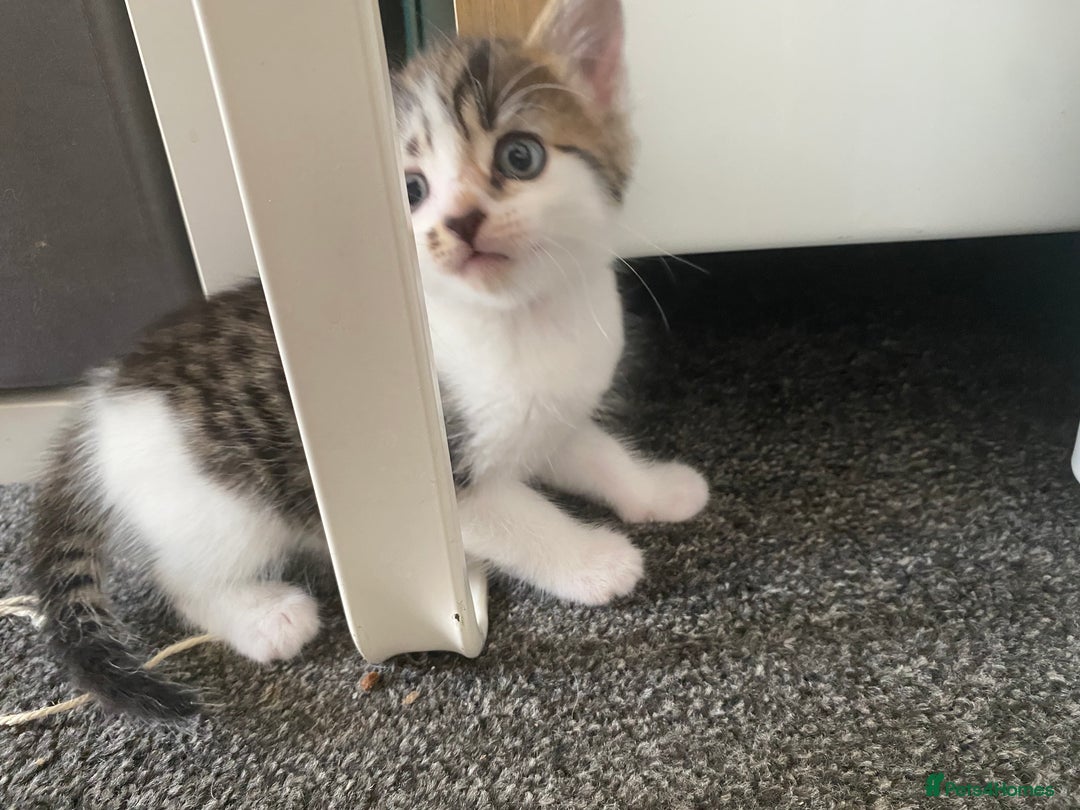 Mixed Breed cats for sale: Gorgeous long haired male female kittens - Image 12
