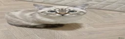 British Shorthair cats for stud: Meet Amani British Shorthair For Stud  - Advert 1