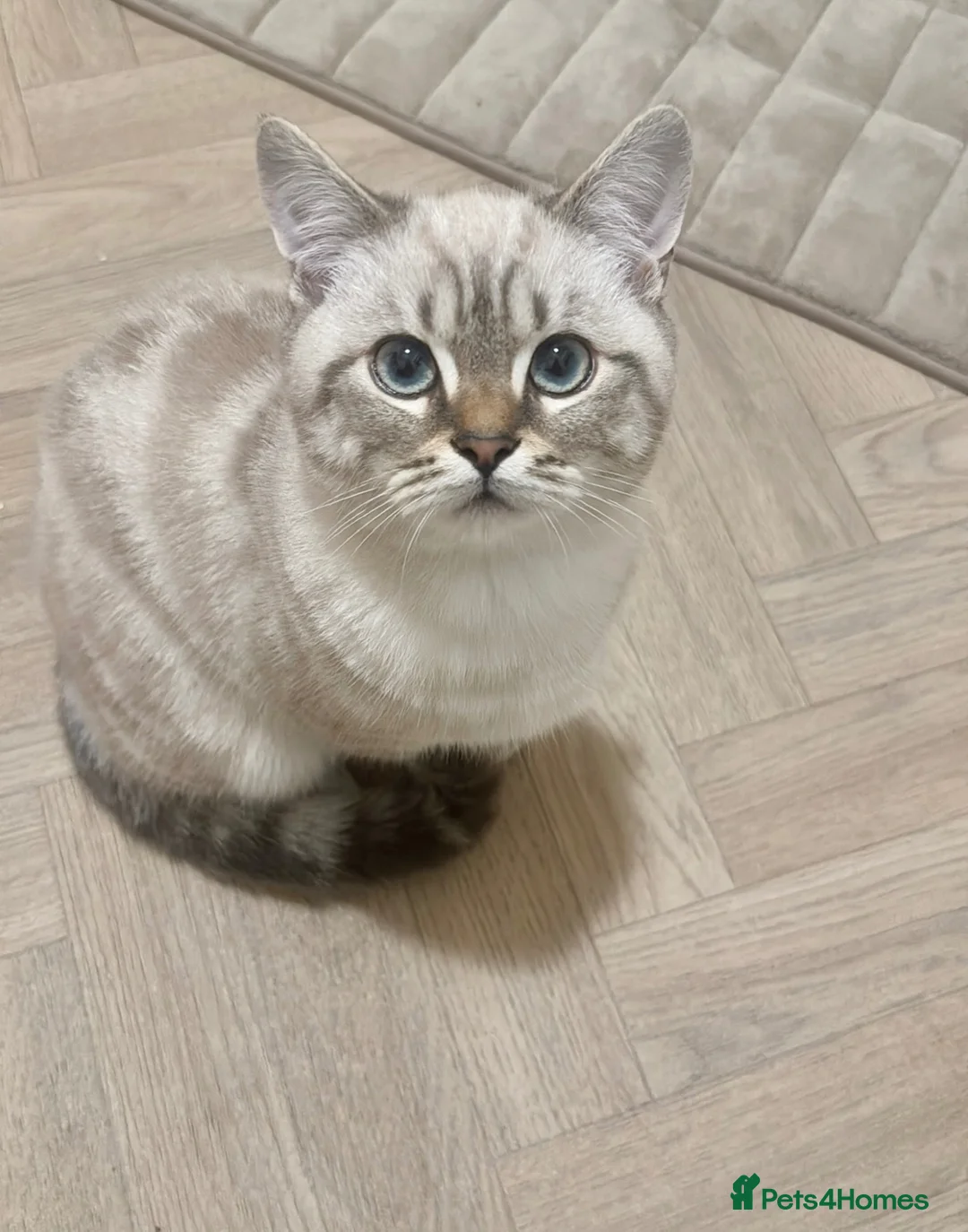 British Shorthair cats for stud: Meet Amani British Shorthair For Stud  - Advert 1