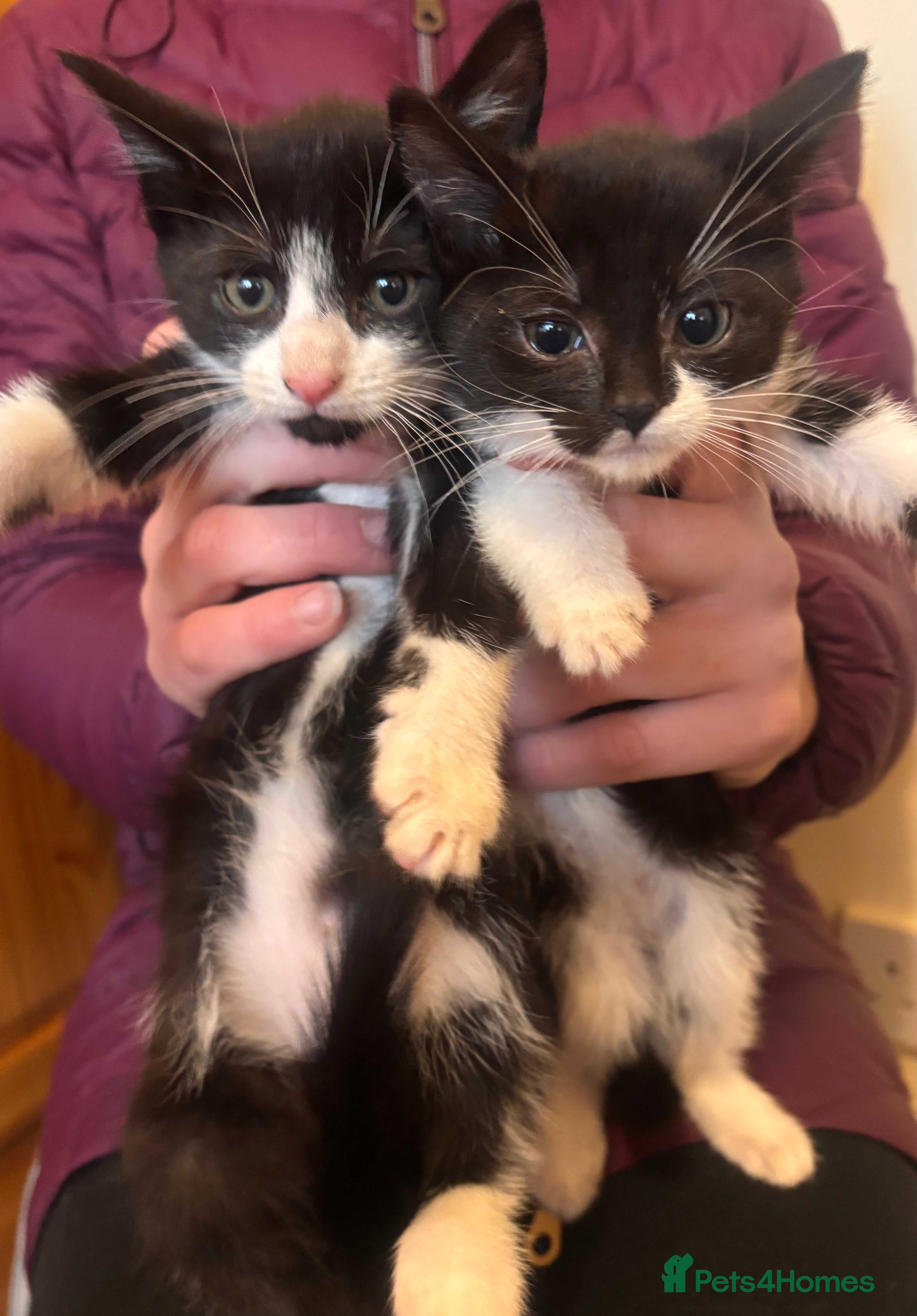 Mixed Breed cats Friendly Kittens Ready Now  - Advert 9