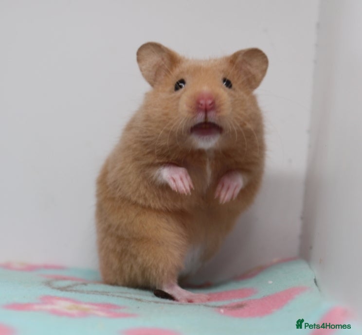 Hamster rodents Beautiful Syrian hamsters ready now  - Advert 3
