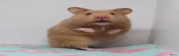 Hamster rodents for sale: Beautiful Syrian hamsters ready now  - Advert 1