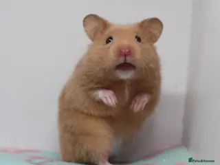 Hamster rodents Beautiful Syrian hamsters ready now - Advert 1
