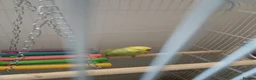 Parrots birds for sale: Indian Ringneck parrot and other  - Advert 11