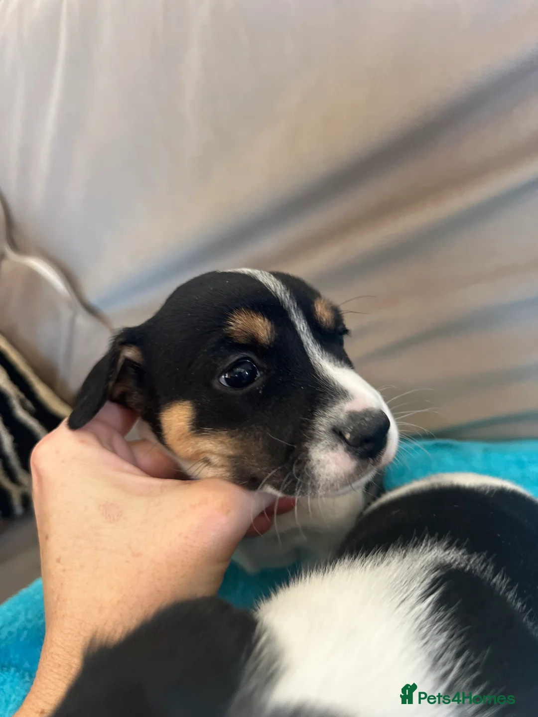 Jack Russell dogs for sale: Minature short legged Jack russell - Advert 7