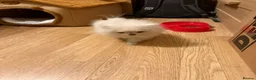 Pomeranian dogs for sale: Mini Pomeranian  in Mitcham - Advert 3