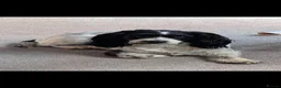 Mixed Breed dogs for sale: Rosie the springer spaniel x  in Daventry - Advert 2