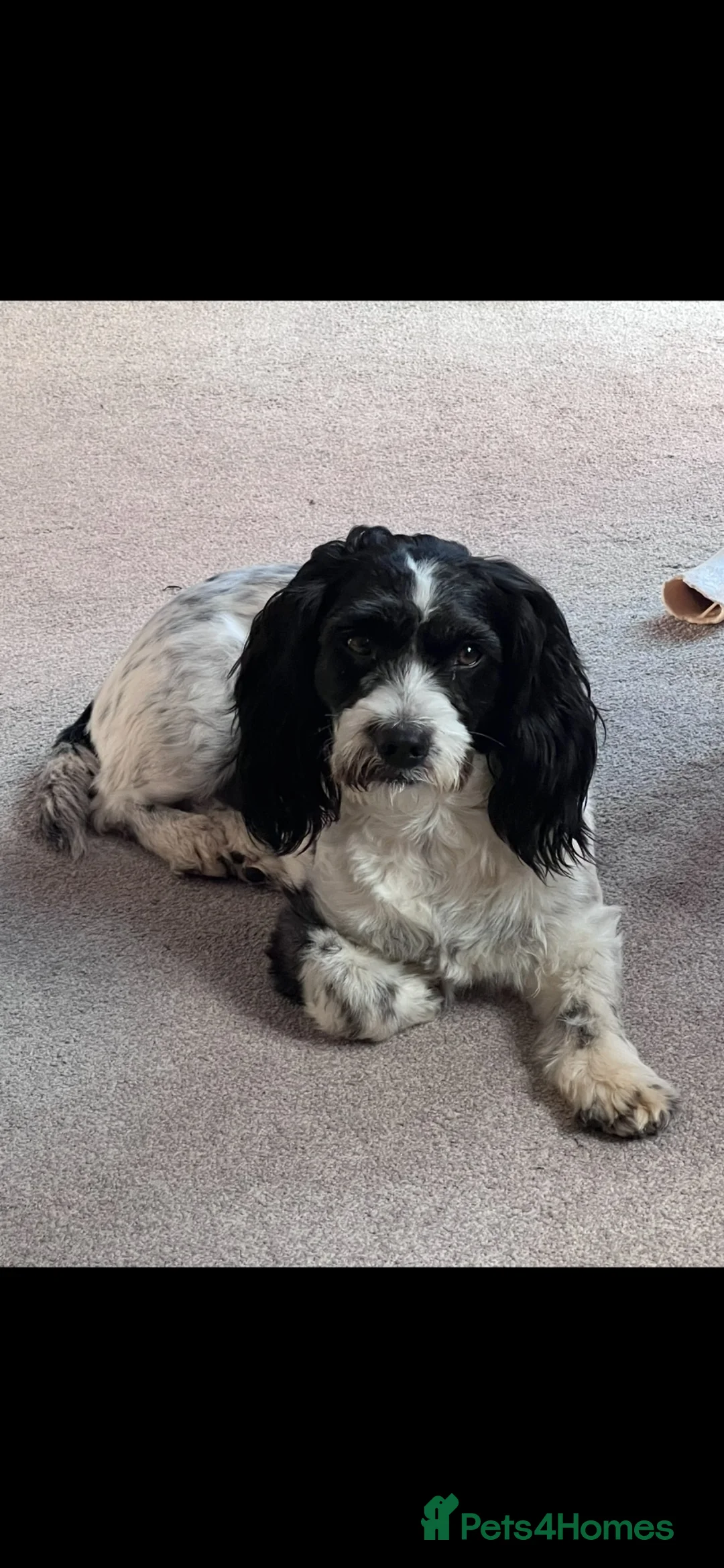 Mixed Breed dogs for sale: Rosie the springer spaniel x  in Daventry - Advert 2
