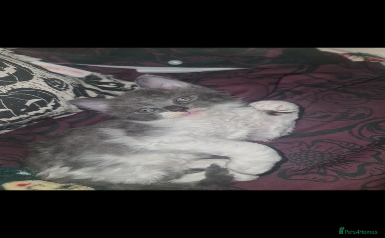 Devon Rex cats for sale - Advert 2