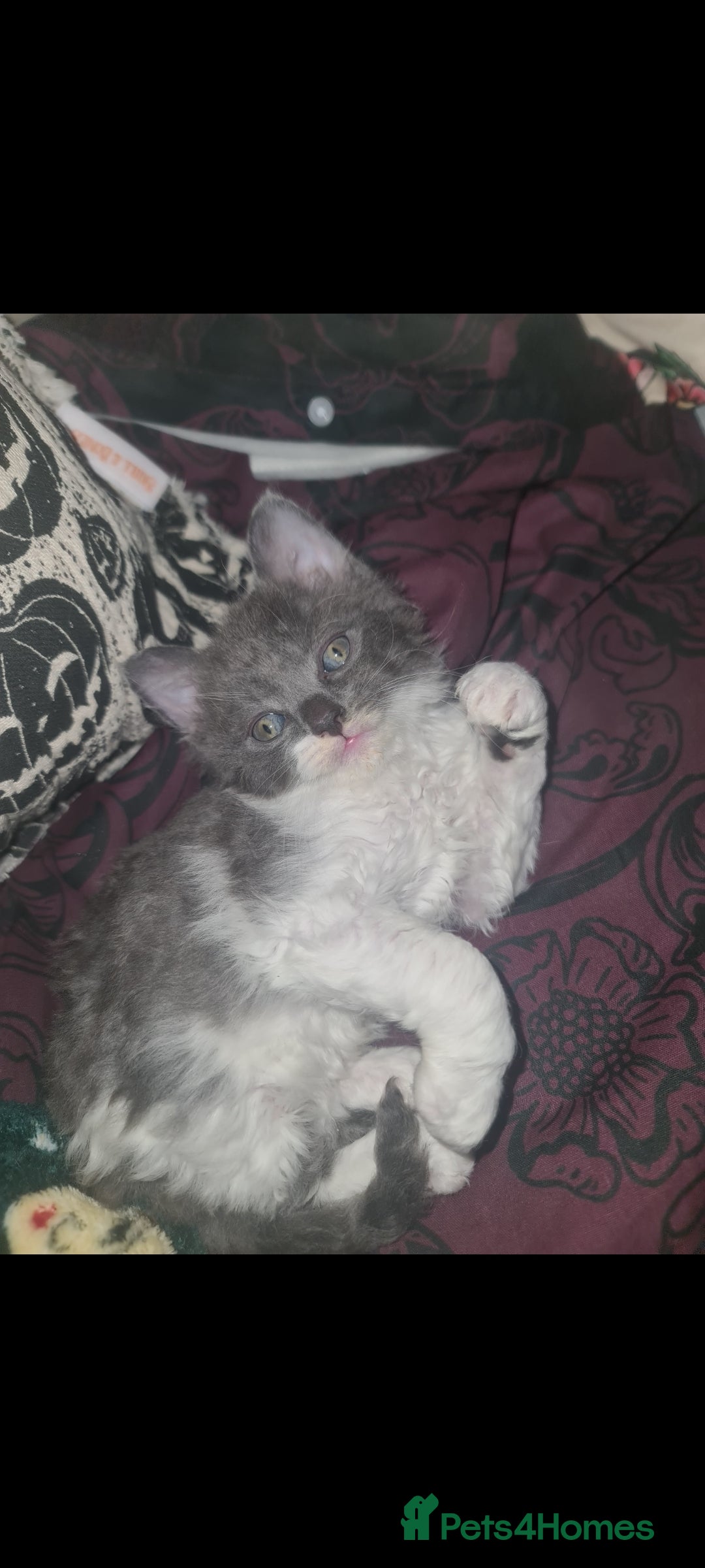 Devon Rex cats for sale: Stunning half devon rex kittens  - Image 1