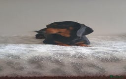 Miniature Dachshund dogs for sale:  miniature dachshund looking for a new home - Image 1