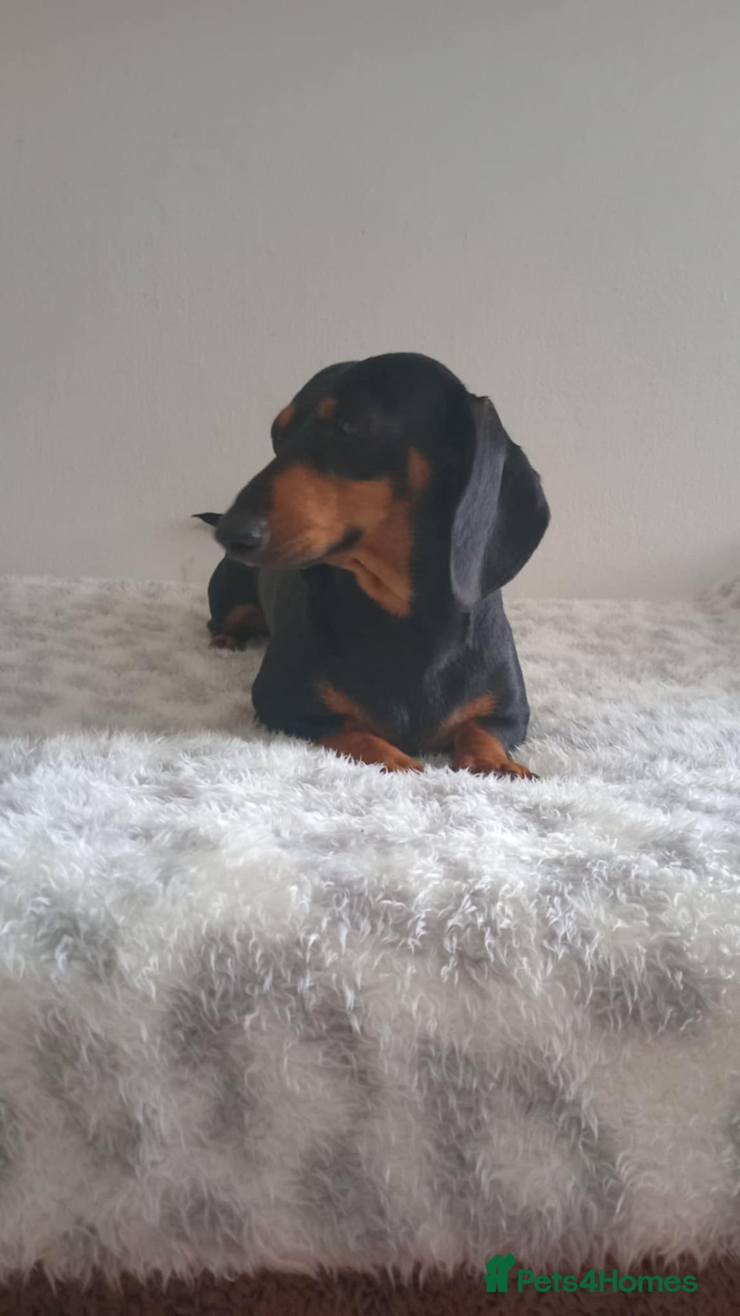 Miniature Dachshund dogs for sale:  miniature dachshund looking for a new home - Image 1