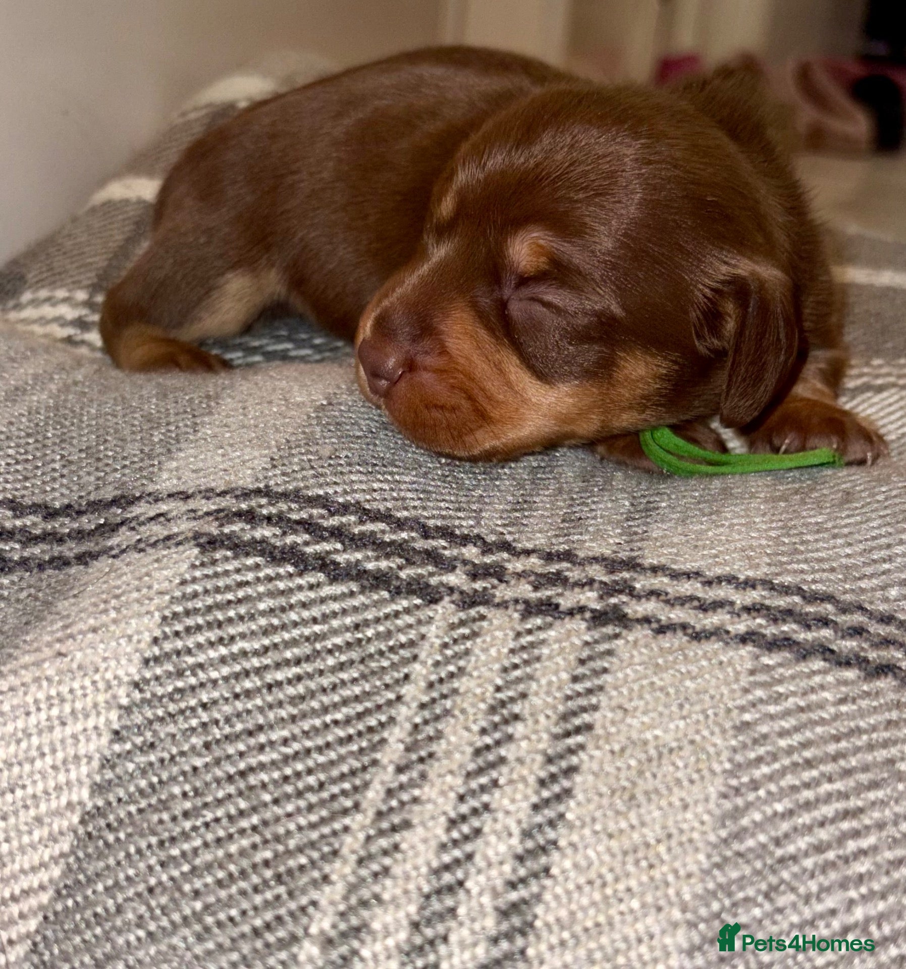 Miniature Dachshund dogs 🐾 STUNNING  MINIATURE DACHSHUND PUPPIES  - Advert 1