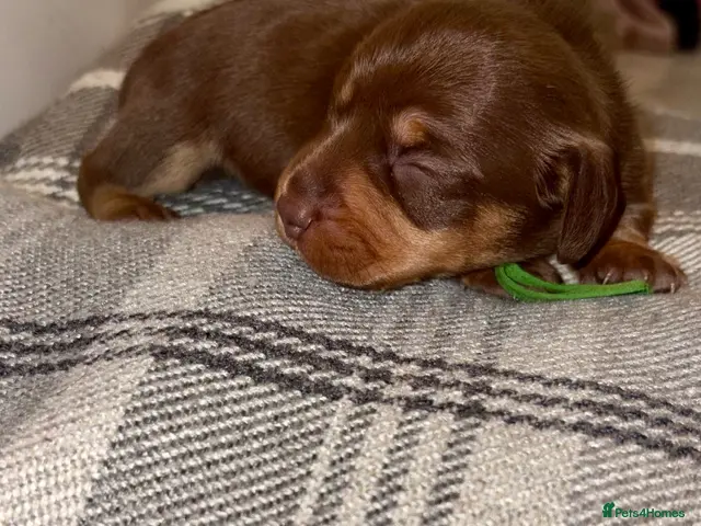 Miniature Dachshund dogs 🐾 STUNNING MINIATURE DACHSHUND PUPPIES - Advert 1