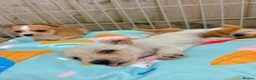 Mixed Breed dogs for sale: Jack Russell Cross Chorkie Puppies – Ready Now - Advert 9