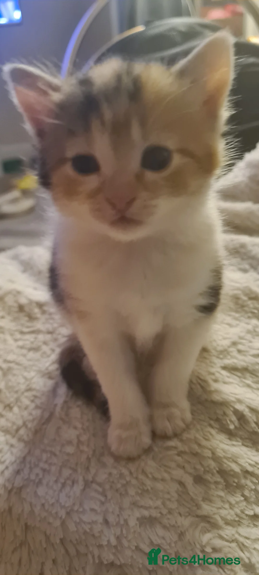 Mixed Breed cats for sale: Adorable Bengal cross kittens - Advert 9