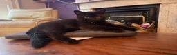 British Shorthair cats for sale: 2 confident vocal playful boys left one very big  - Advert 10