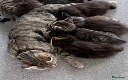 Mixed Breed cats for sale: Beautiful litter of kittens  - Image 7