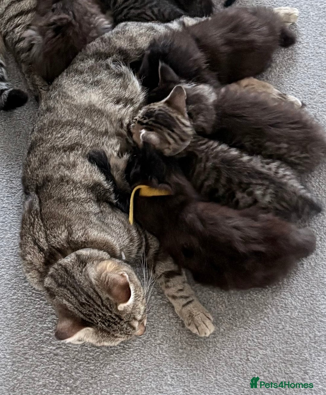 Mixed Breed cats for sale: Beautiful litter of kittens  - Image 7