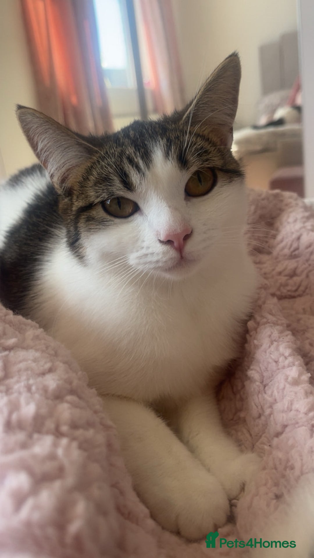 British Shorthair cats for sale: British short haired cat for loving home - Advert 2