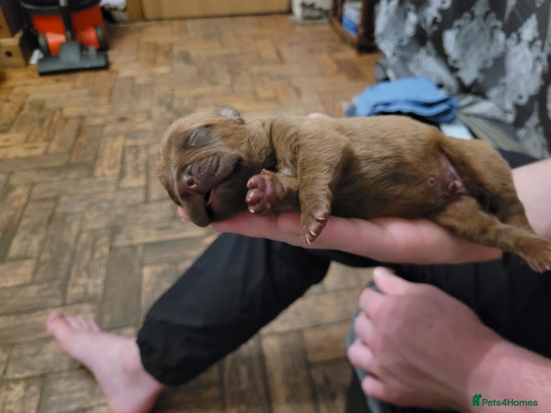 Mixed Breed dogs for sale: Douge de bordeaux x Presa Canerio  - Image 5