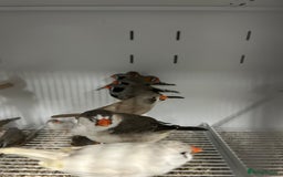 Finches birds for sale: Various Range Stunning Baby Finches  - Image 2