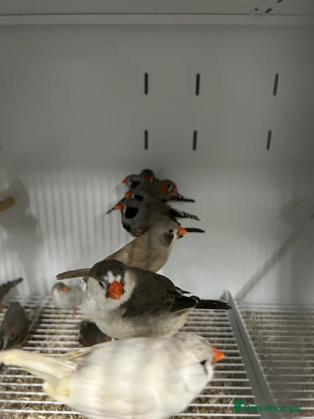 Finches birds for sale: Various Range Stunning Baby Finches  - Advert 2