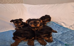 Yorkshire Terrier dogs for sale: Yorkshire Terrier Puppies – Ready 24 Dec - Image 28