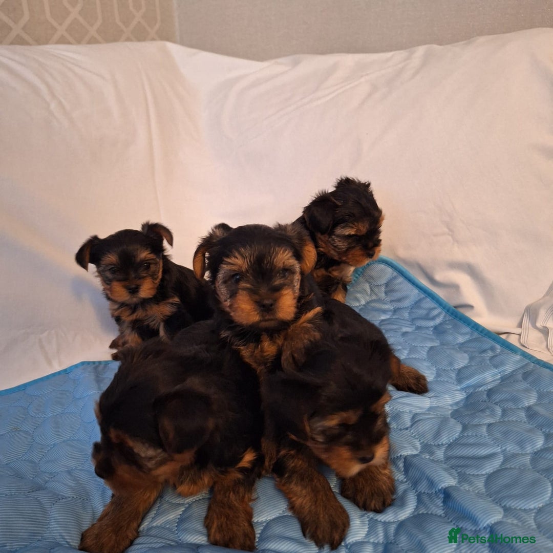 Yorkshire Terrier dogs for sale: Yorkshire Terrier Puppies – Ready 24 Dec - Image 28