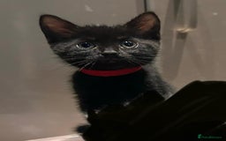 Domestic Shorthair cats for sale: 5⭐️homes wanted for beautiful, playful kittens - Advert 2