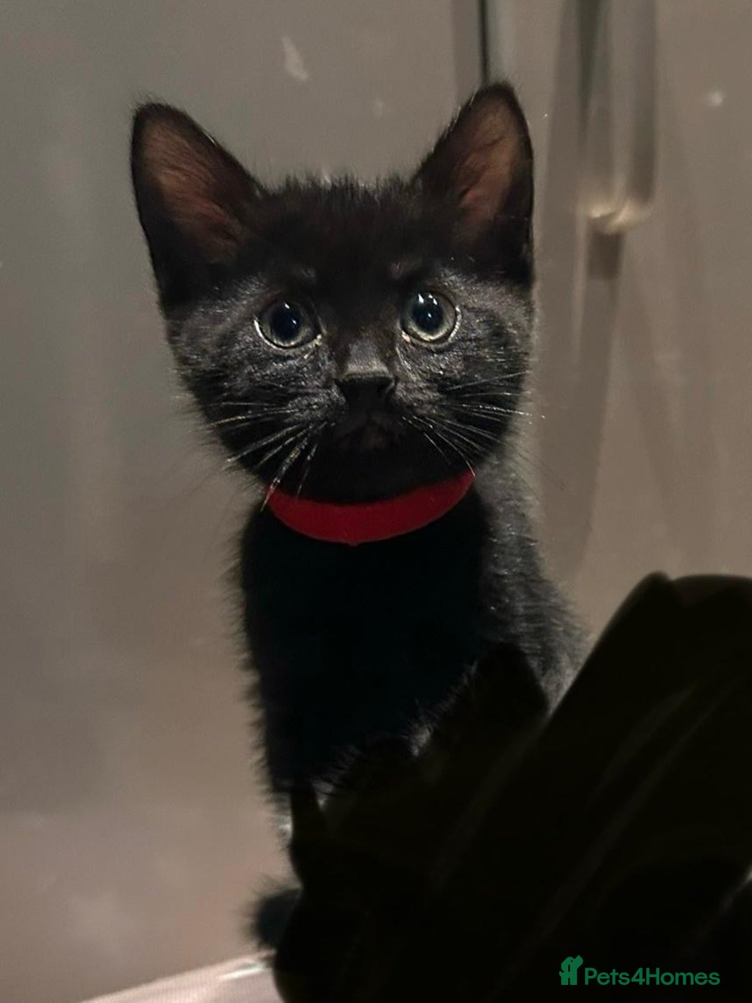 Domestic Shorthair cats for sale: 5⭐️homes wanted for beautiful, playful kittens - Advert 2