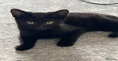 Mixed Breed cats - Advert 7