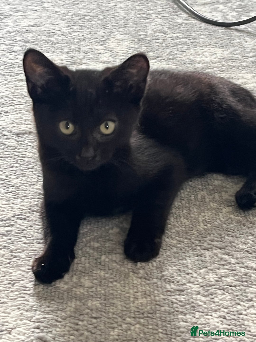 Mixed Breed cats for sale: 16 week old rescue kitten (male) - Image 2