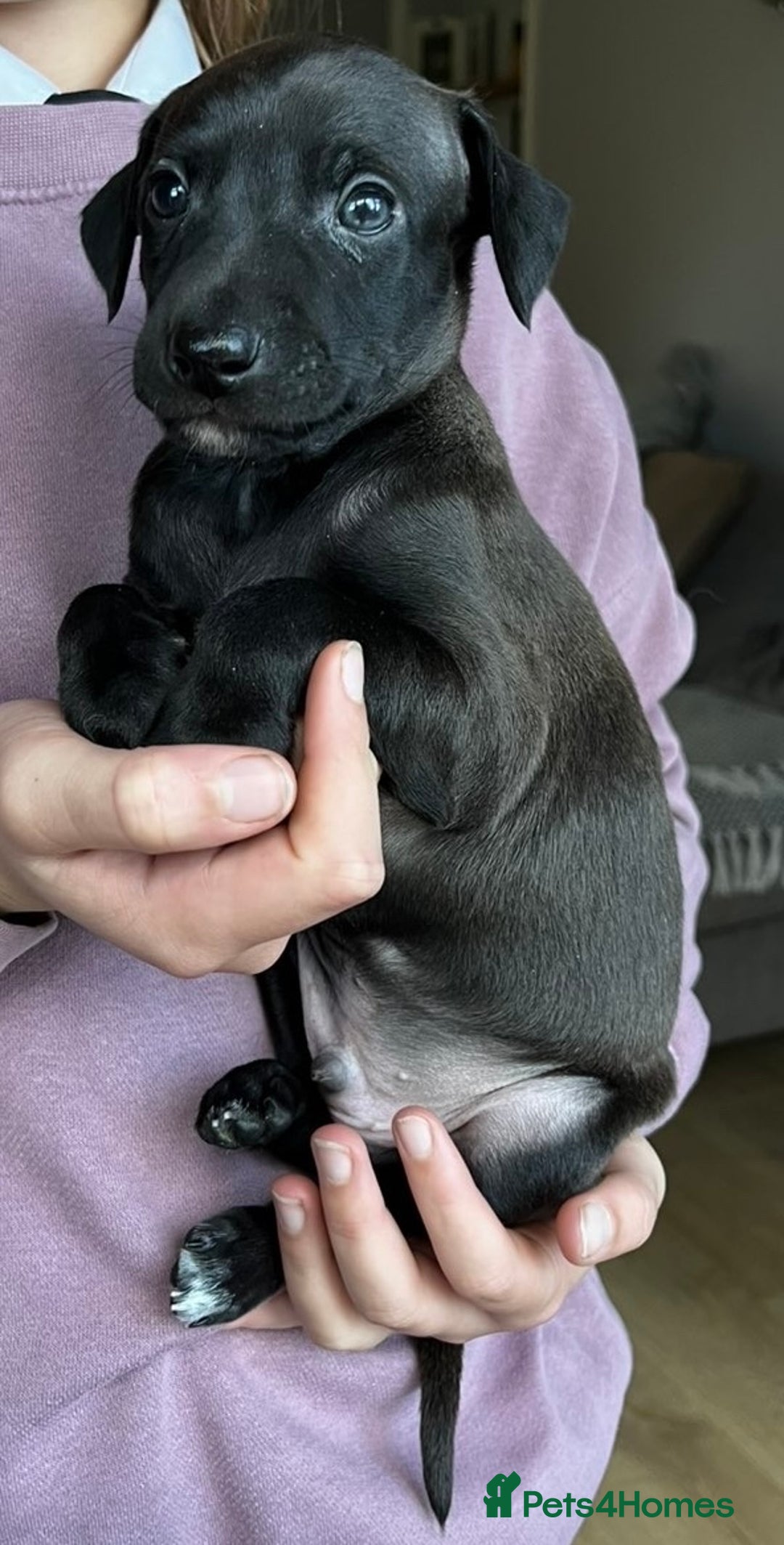 Italian Greyhound dogs for sale: 🐾kc registered Italian greyhound puppies 🐾 - Image 30