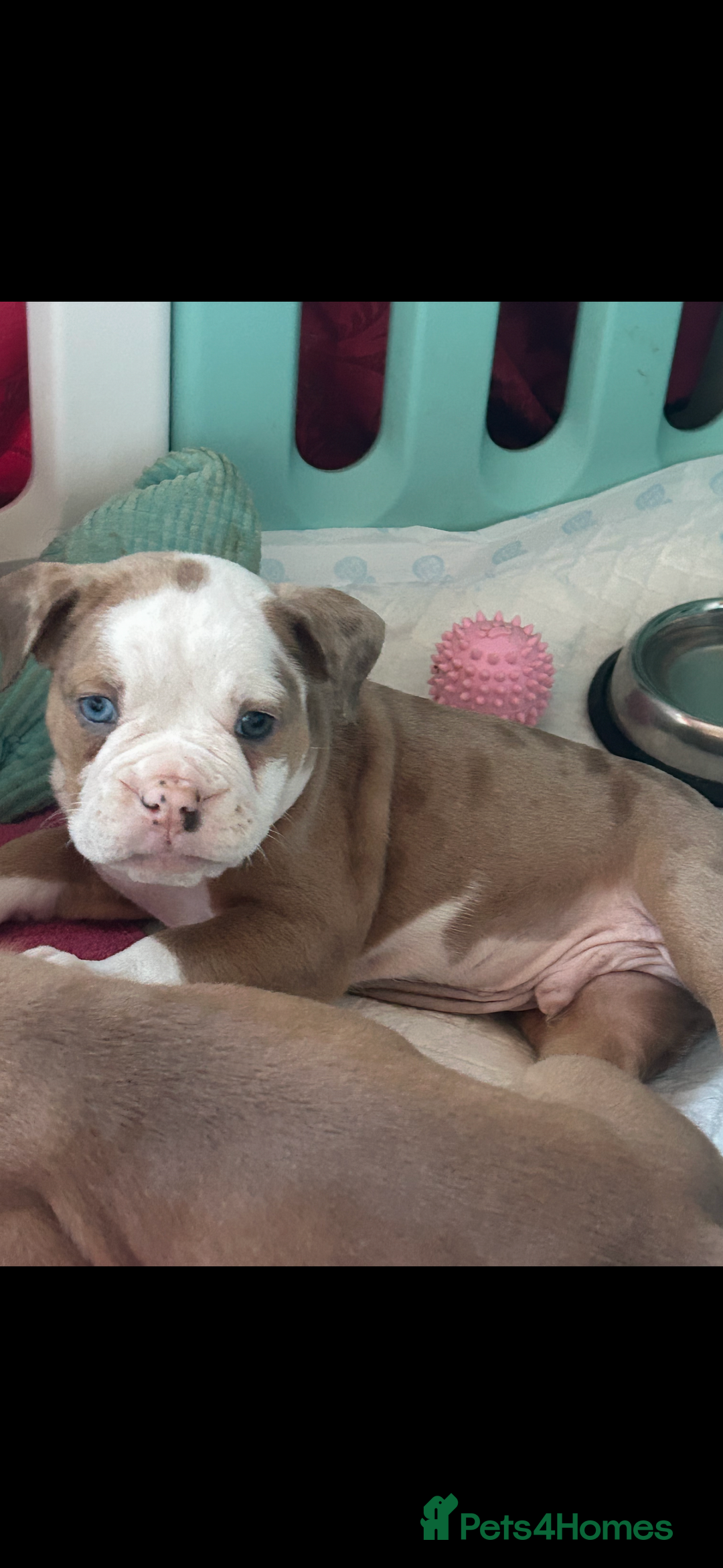 Old Tyme Bulldog dogs for sale: Old Tyme Bulldog Puppies - Advert 7