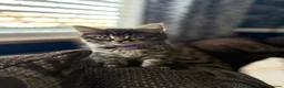 Mixed Breed cats for sale: 8 tabby/black kittens available  - Advert 5