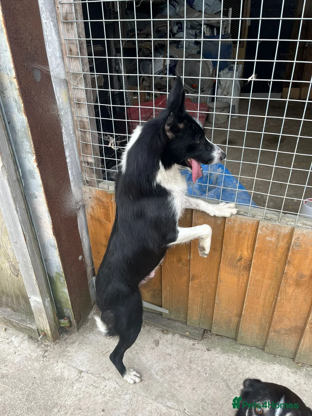 Border Collie dogs for sale: Border Collie Puppies - Advert 2